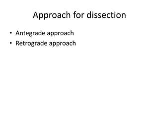 Approach for dissection
• Antegrade approach
• Retrograde approach
 