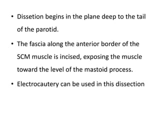 • Dissetion begins in the plane deep to the tail
of the parotid.
• The fascia along the anterior border of the
SCM muscle is incised, exposing the muscle
toward the level of the mastoid process.
• Electrocautery can be used in this dissection
 