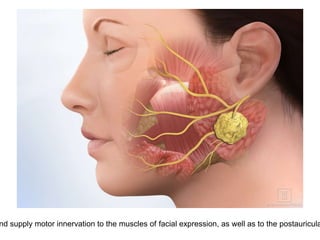 nd supply motor innervation to the muscles of facial expression, as well as to the postauricula
 
