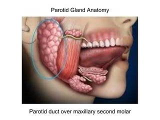 Parotid Gland Anatomy
Parotid duct over maxillary second molar
 