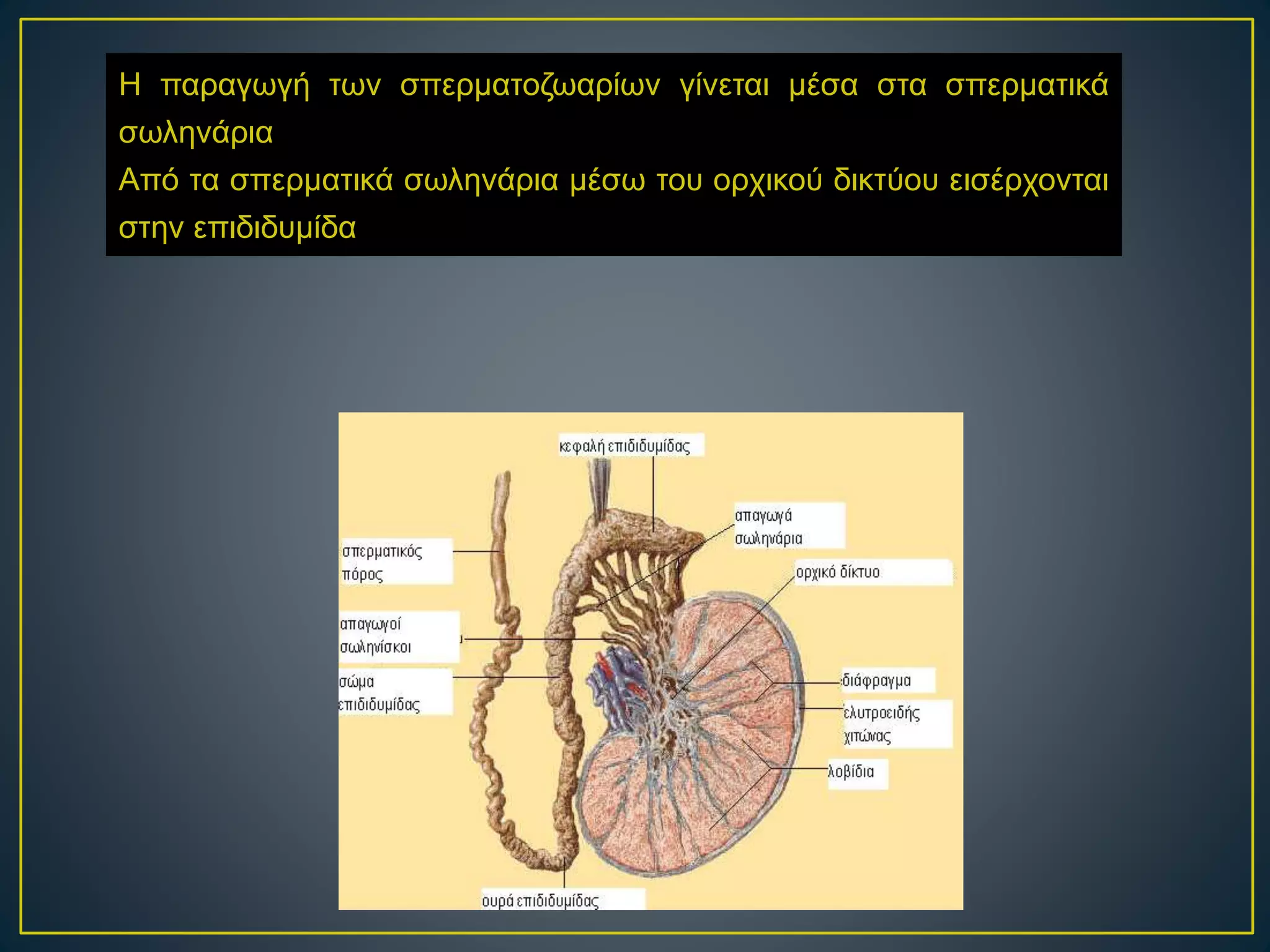Η παραγωγή των σπερματοζωαρίων γίνεται μέσα στα σπερματικά
σωληνάρια
Από τα σπερματικά σωληνάρια μέσω του ορχικού δικτύου εισέρχονται
στην επιδιδυμίδα
 