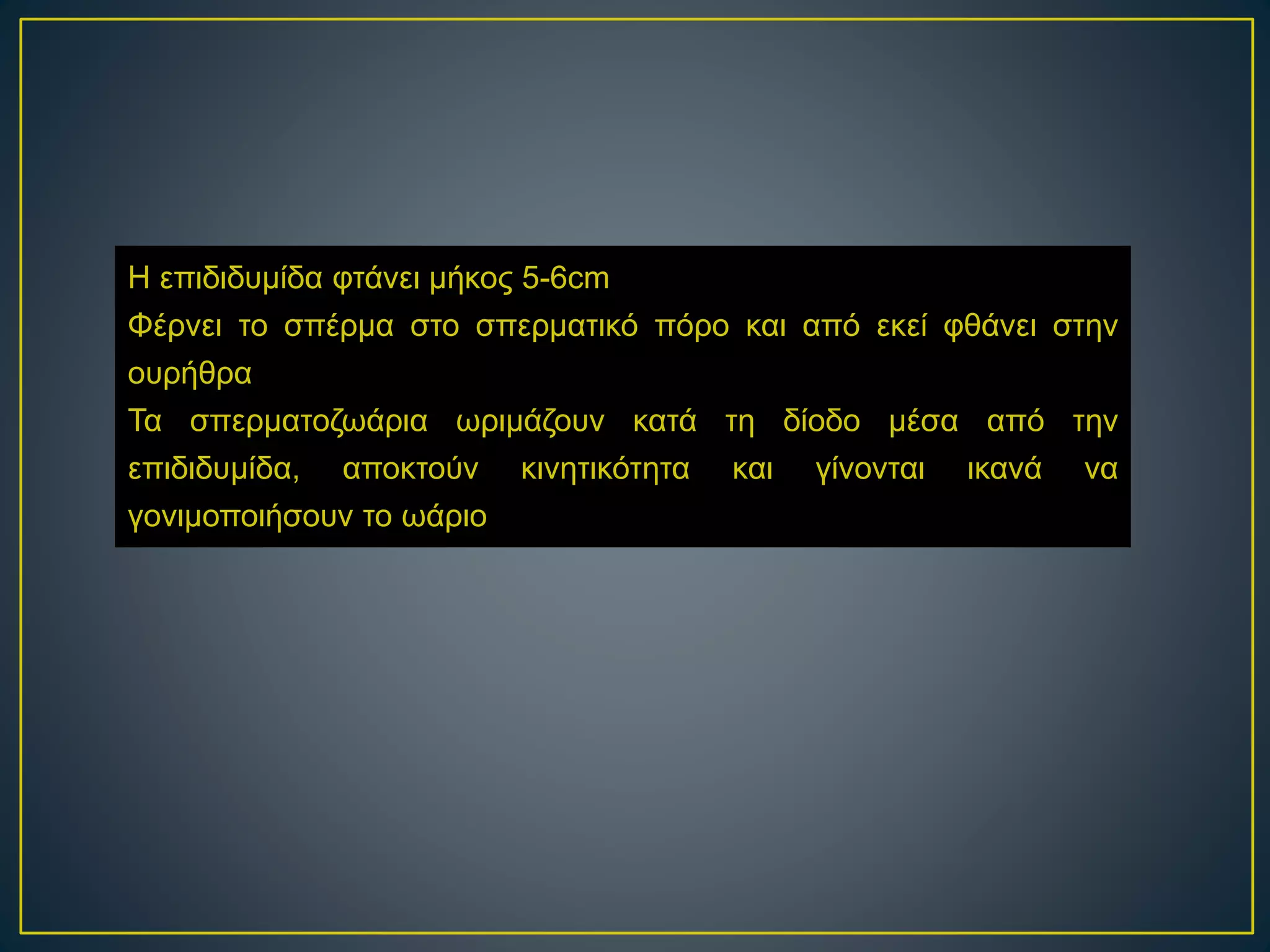 Η επιδιδυμίδα φτάνει μήκος 5-6cm
Φέρνει το σπέρμα στο σπερματικό πόρο και από εκεί φθάνει στην
ουρήθρα
Τα σπερματοζωάρια ωριμάζουν κατά τη δίοδο μέσα από την
επιδιδυμίδα, αποκτούν κινητικότητα και γίνονται ικανά να
γονιμοποιήσουν το ωάριο
 