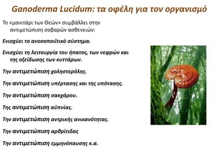 Ganoderma Lucidum: τα οφέλη για τον οργανισμό
Το «μανιτάρι των Θεών» συμβάλλει στην
   αντιμετώπιση σοβαρών ασθενειών:
Ενισχύει το ανοσοποιϊτικό σύστημα.
Ενισχύει τη λειτουργία του ήπατος, των νεφρών και
   της οξείδωσης των κυττάρων.

Την αντιμετώπιση χοληστερόλης.

Την αντιμετώπιση υπέρτασης και της υπότασης.

Την αντιμετώπιση σακχάρου.

Της αντιμετώπιση αϋπνίας.

Την αντιμετώπιση αντρικής ανικανότητας.

Την αντιμετώπιση αρθρίτιδας

Την αντιμετώπιση εμμηνόπαυσης κ.α.
 