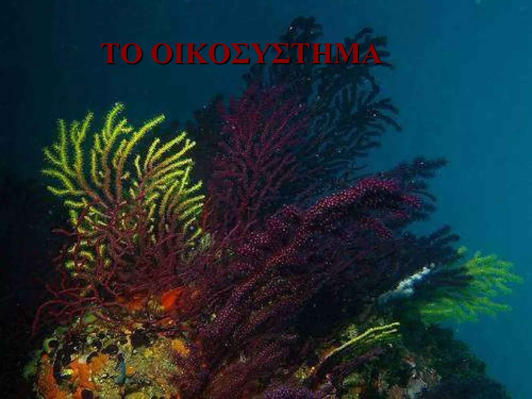 ΤΟ ΟΙΚΟΣΥΣΤΗΜΑ   