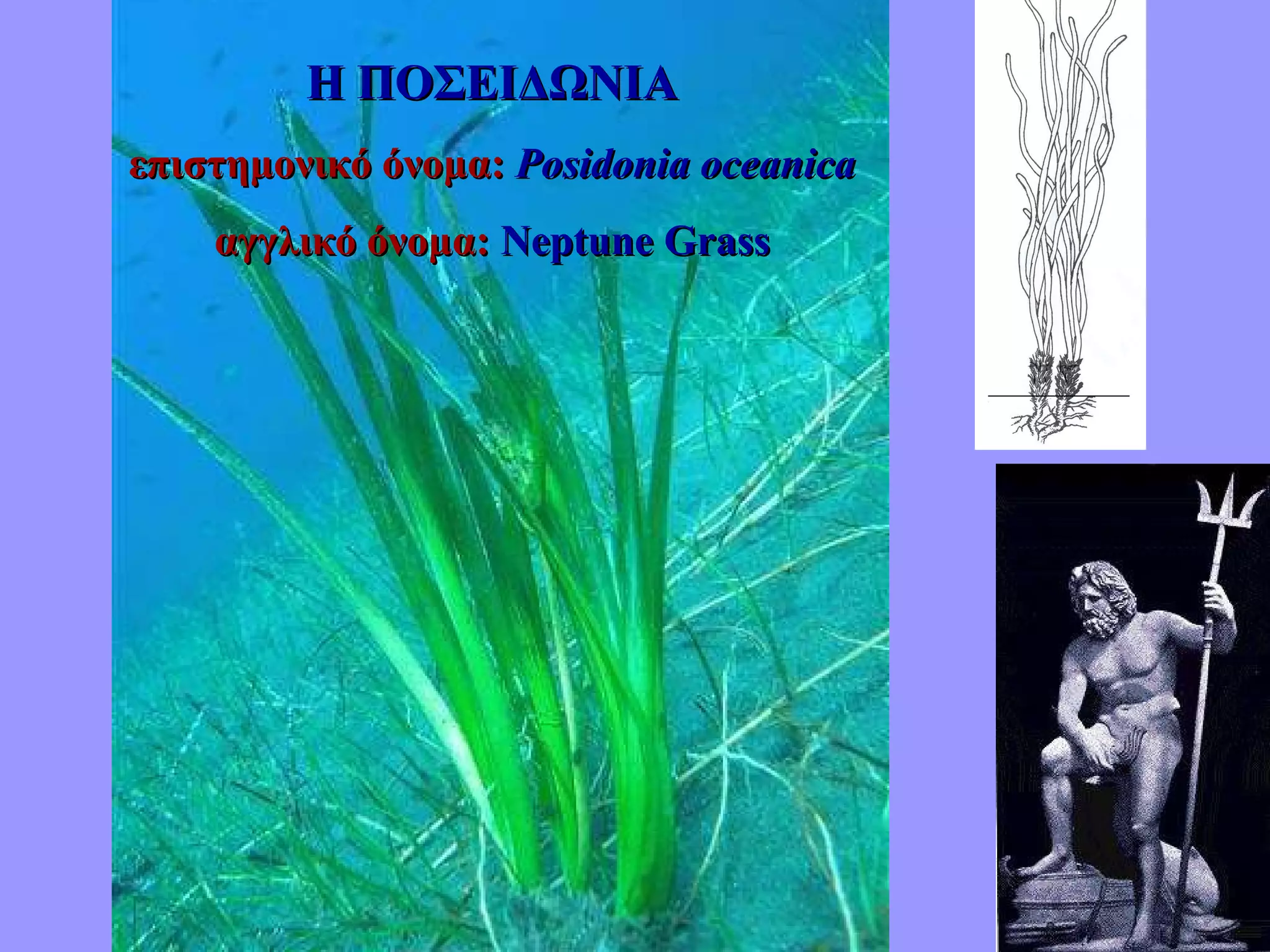Η ΠΟΣΕΙΔΩΝΙΑ επιστημονικό όνομα:   Posidonia oceanica αγγλικό όνομα:   Neptune Grass 