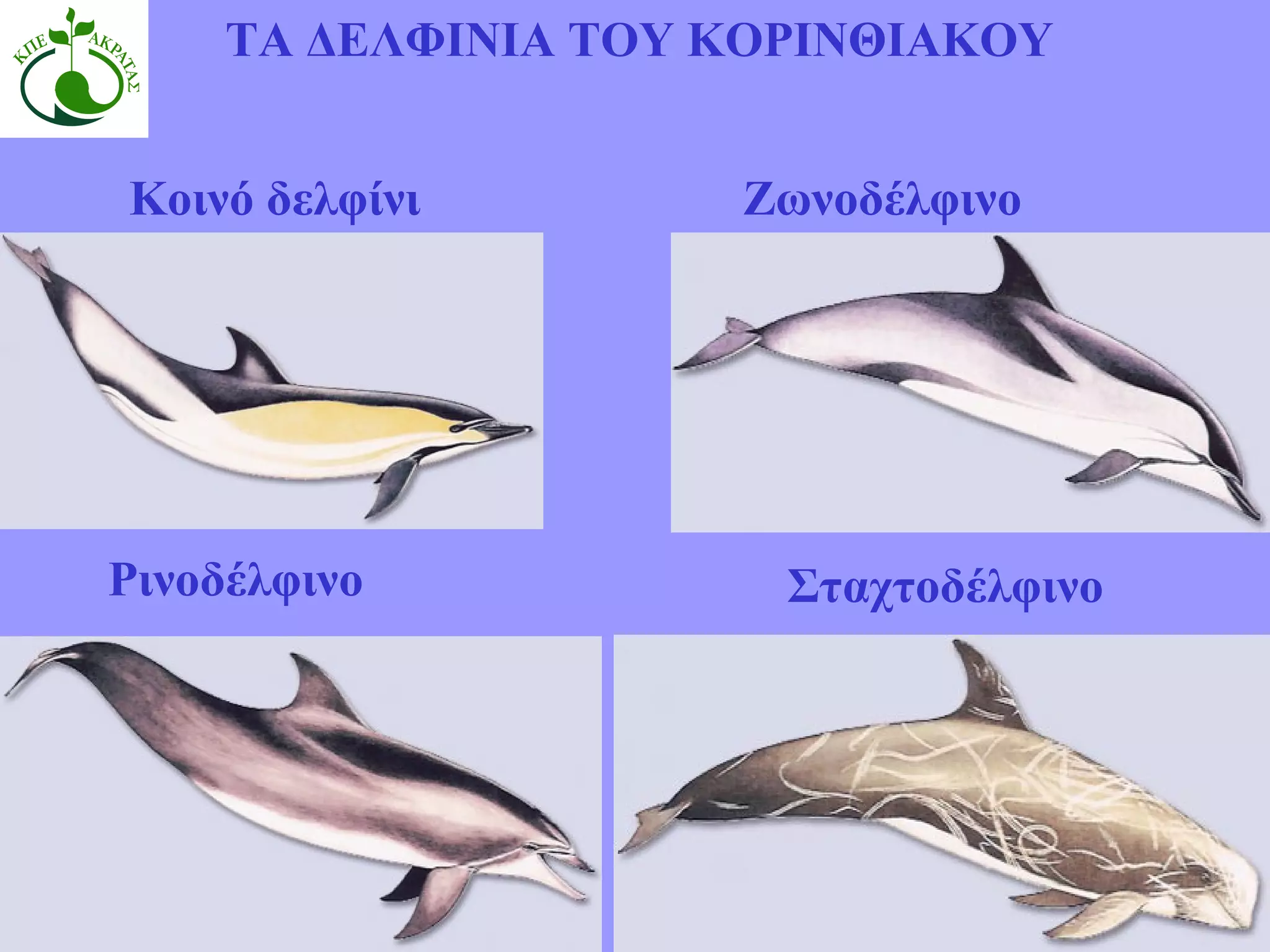 ΤΑ ΔΕΛΦΙΝΙΑ ΤΟΥ ΚΟΡΙΝΘΙΑΚΟΥ Κοινό δελφίνι Ζωνοδέλφινο Ρινοδέλφινο Σταχτοδέλφινο 