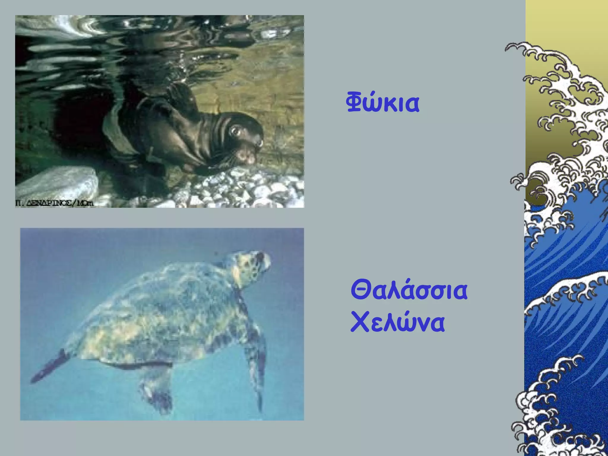 Φώκια Θαλάσσια Χελώνα 