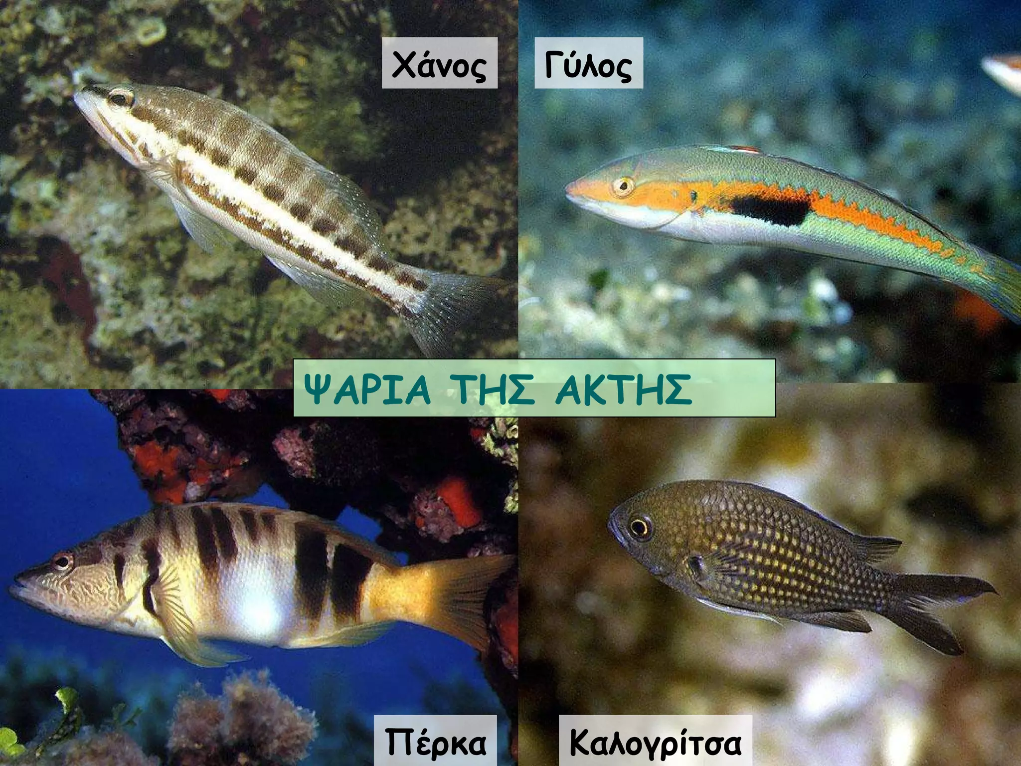 Καλογρίτσα Γύλος Πέρκα Χάνος ΨΑΡΙΑ ΤΗΣ ΑΚΤΗΣ 