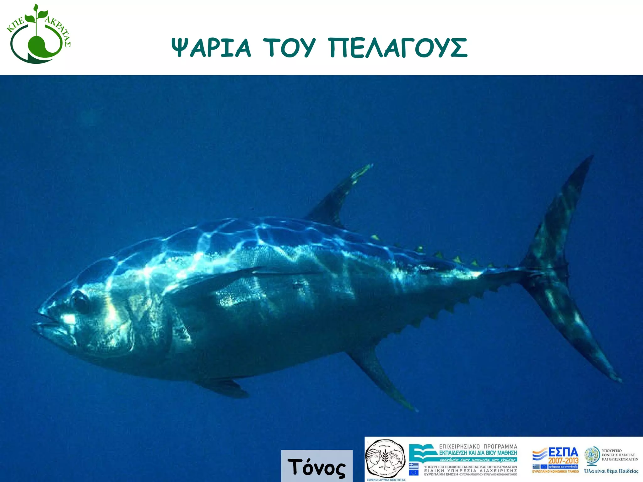 Τόνος ΨΑΡΙΑ ΤΟΥ ΠΕΛΑΓΟΥΣ 