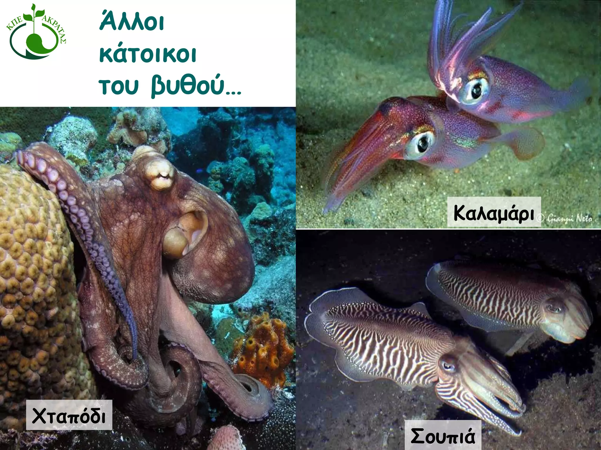 Σουπιά Καλαμάρι Χταπόδι Άλλοι κάτοικοι του βυθού… 