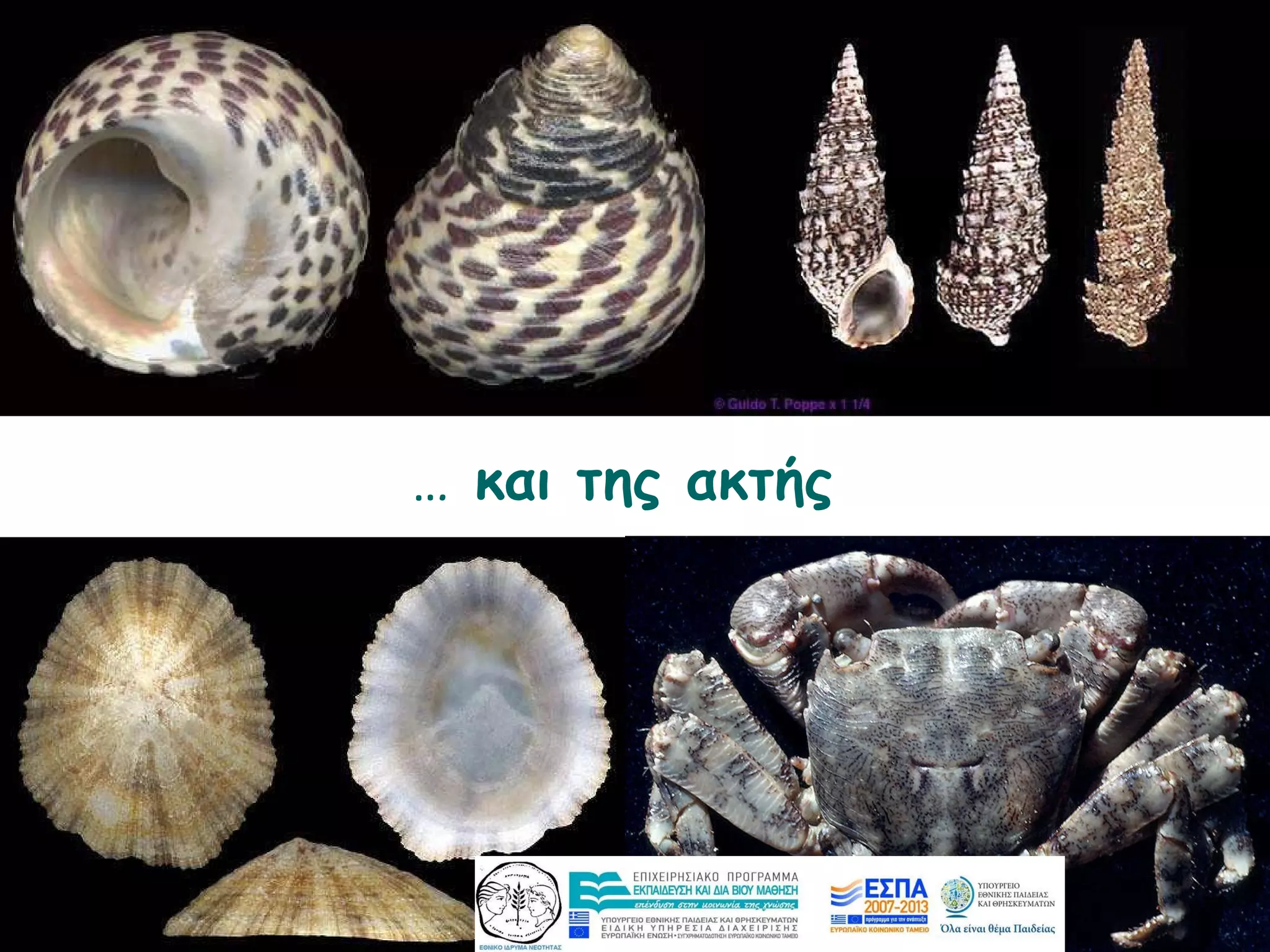 …   και της ακτής 