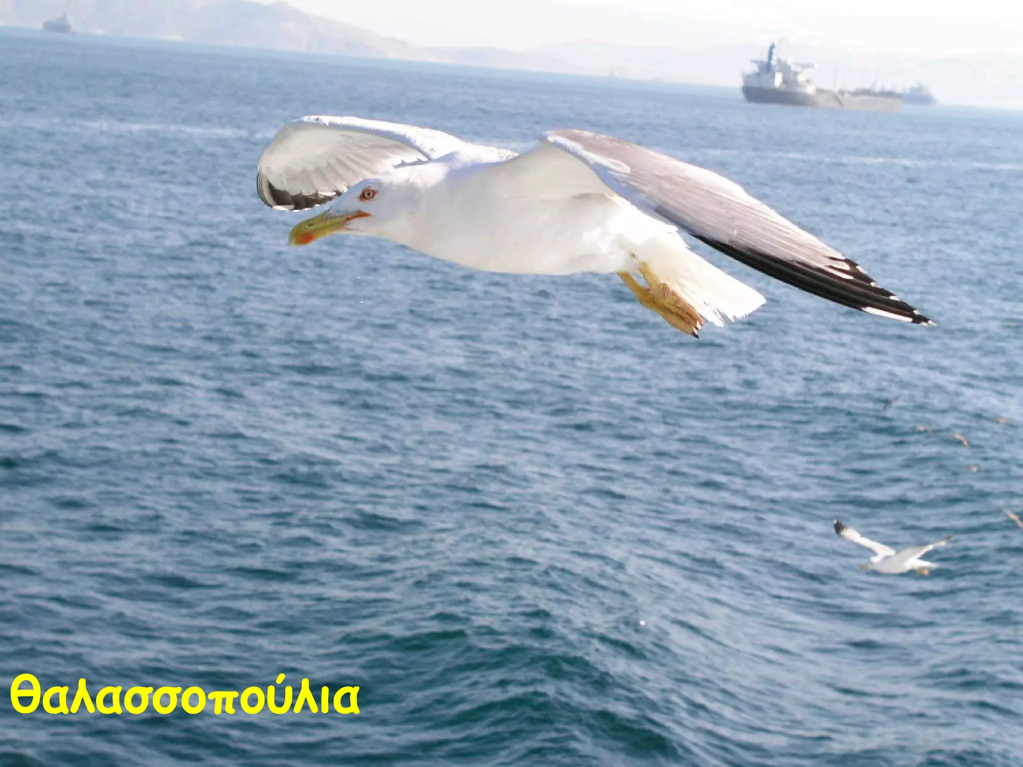 θαλασσοπούλια 