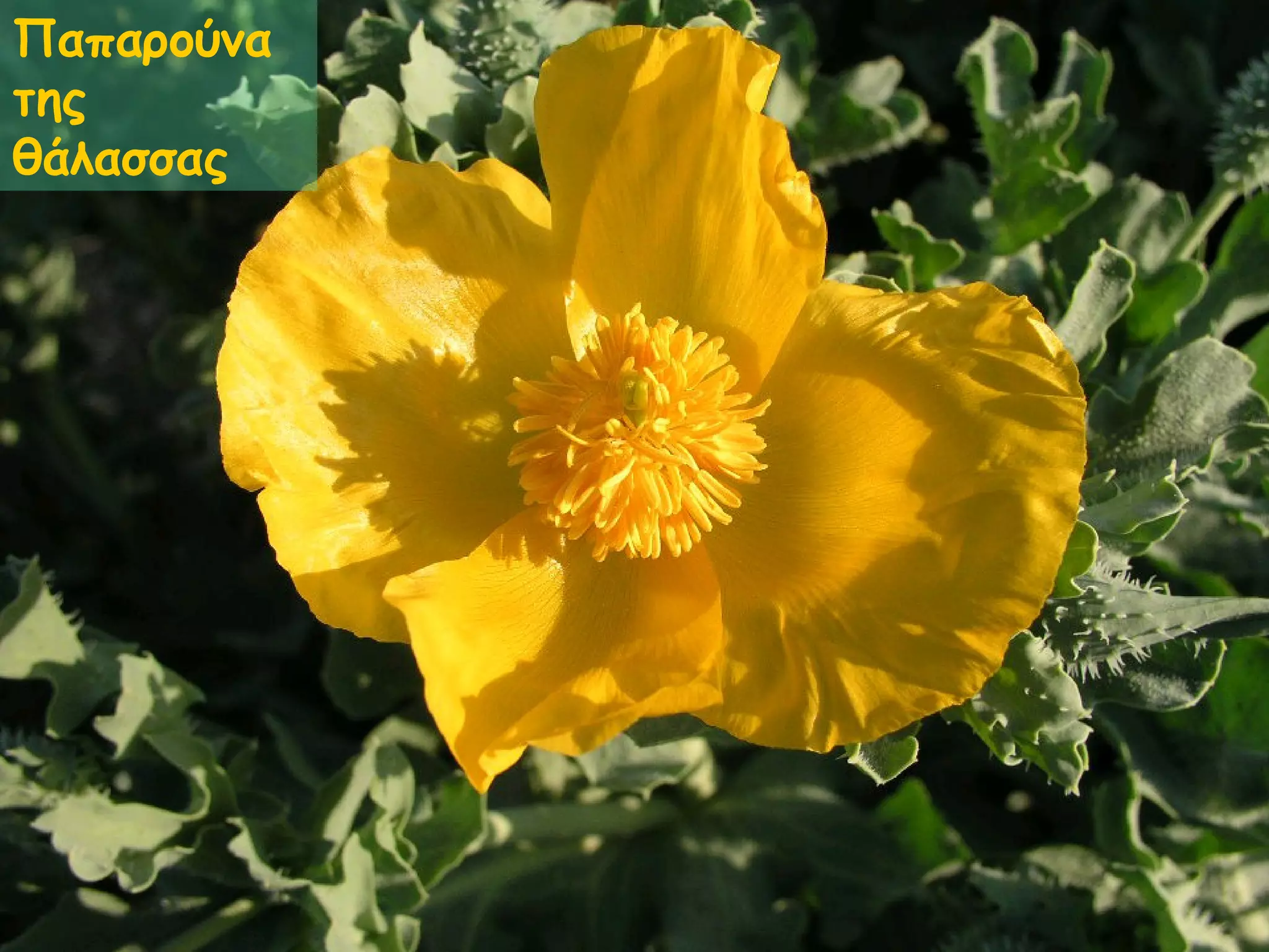Παπαρούνα της θάλασσας 