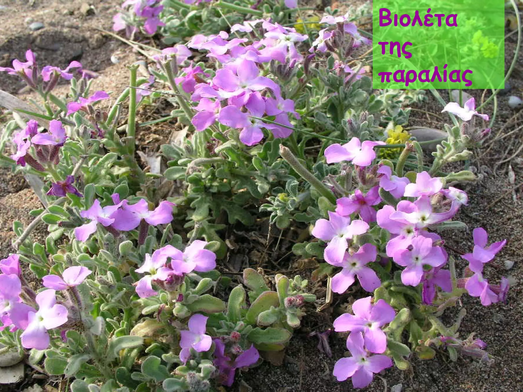 Βιολέτα της παραλίας 