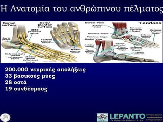 Η Ανατομία του ανθρώπινου πέλματος
200.000200.000 νευρικές απολήξειςνευρικές απολήξεις
3333 βασικούς μύεςβασικούς μύες
2828 οστάοστά
1919 συνδέσμουςσυνδέσμους
 