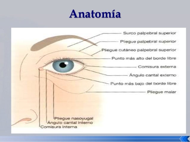 Parpados ANATOMIA Y PATOLOGIA OFTALMO