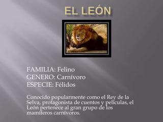 FAMILIA: Felino
GENERO: Carnívoro
ESPECIE: Félidos
Conocido popularmente como el Rey de la
Selva, protagonista de cuentos y películas, el
León pertenece al gran grupo de los
mamíferos carnívoros.
 