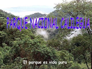 El parque es vida pura . PARQUE NACIONAL CALILEGUA 