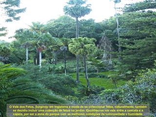 O Vale dos Fetos. Surgindo em Inglaterra a moda de se coleccionar fetos, naturalmente, também se decidiu incluir uma colecção de fetos no jardim. Escolheu-se um vale entre a cascata e a capela, por ser a zona do parque com as melhores condições de luminosidade e humidade. 