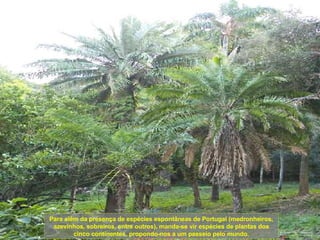 Para além da presença de espécies espontâneas de Portugal (medronheiros, azevinhos, sobreiros, entre outros), manda-se vir espécies de plantas dos cinco continentes, propondo-nos a um passeio pelo mundo. 