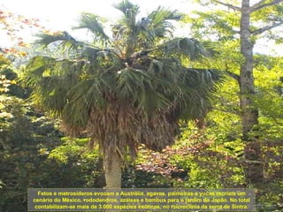 Fetos e metrosíderos evocam a Austrália, agaves, palmeiras e yucas recriam um cenário do México, rododendros, azáleas e bambus para o jardim do Japão. No total contabilizam-se mais de 3.000 espécies exóticas, no microclima da serra de Sintra. 