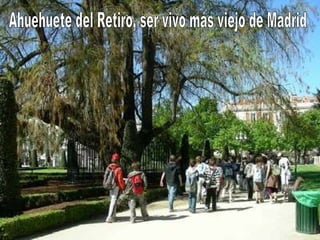 Ahuehuete del Retiro, ser vivo más viejo de Madrid 