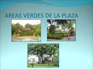 AREAS VERDES DE LA PLAZA  