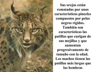 Sus orejas están rematadas por unos característicos pinceles compuestos por pelos negros rígidos. También son características las patillas que cuelgan de sus mejillas y que aumentan progresivamente de tamaño con la edad.  Los machos tienen las patillas más largas que las hembras 