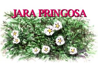 JARA PRINGOSA 
