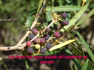 Los frutos son negro-azulado del tamaño de un guisante   