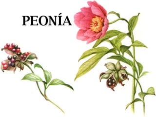 PEONÍA 