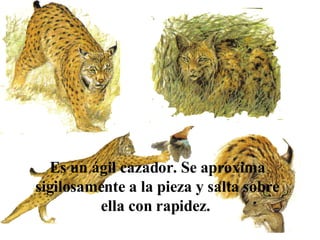 Es un ágil cazador. Se aproxima sigilosamente a la pieza y salta sobre ella con rapidez.   