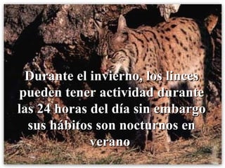Durante el invierno, los linces pueden tener actividad durante las 24 horas del día sin embargo sus hábitos son nocturnos en verano   