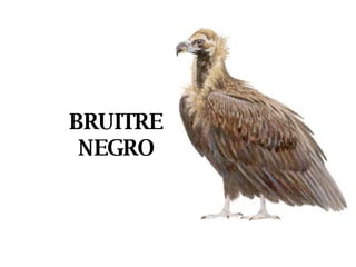 BRUITRE NEGRO 