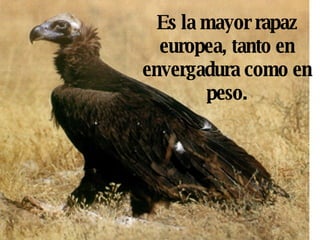 Es la mayor rapaz europea, tanto en envergadura como en peso. 