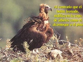 Al contrario que el buitre leonado, nidifica en la copa de árboles como el alcornoque o el pino 