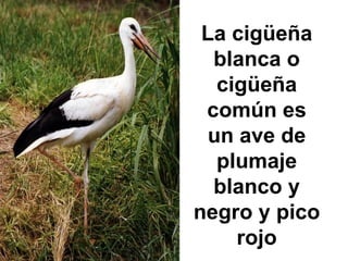 La cigüeña blanca o cigüeña común es un ave de plumaje blanco y negro y pico rojo 