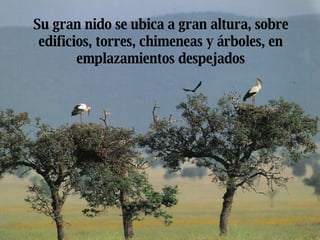 Su gran nido se ubica a gran altura, sobre edificios, torres, chimeneas y árboles, en emplazamientos despejados 