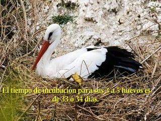 El tiempo de incubación para sus 3 a 5 huevos es de 33 ó 34 días.  