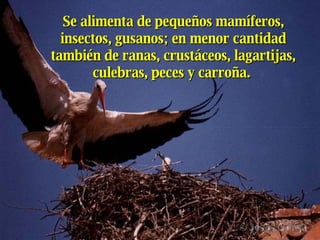 Se alimenta de pequeños mamíferos, insectos, gusanos; en menor cantidad también de ranas, crustáceos, lagartijas, culebras, peces y carroña.  