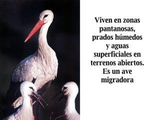 Viven en zonas pantanosas, prados húmedos y aguas superficiales en terrenos abiertos. Es un ave migradora 