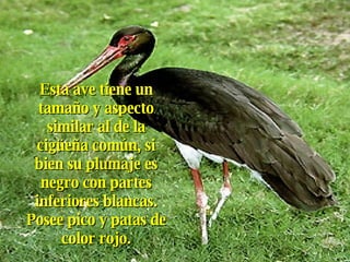 Esta ave tiene un tamaño y aspecto similar al de la cigüeña común, si bien su plumaje es negro con partes inferiores blancas. Posee pico y patas de color rojo. 