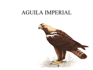 AGUILA IMPERIAL 