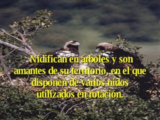 Nidifican en árboles y son amantes de su territorio, en el que disponen de varios nidos utilizados en rotación. 