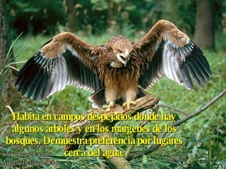 Habita en campos despejados donde hay algunos árboles y en los márgenes de los bosques. Demuestra preferencia por lugares cerca del agua. 