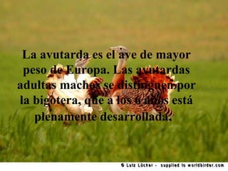 La avutarda es el ave de mayor peso de Europa. Las avutardas adultas machos se distinguen por la bigotera, que a los 6 años está plenamente desarrollada.   