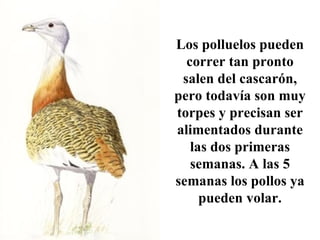 Los polluelos pueden correr tan pronto salen del cascarón, pero todavía son muy torpes y precisan ser alimentados durante las dos primeras semanas. A las 5 semanas los pollos ya pueden volar. 