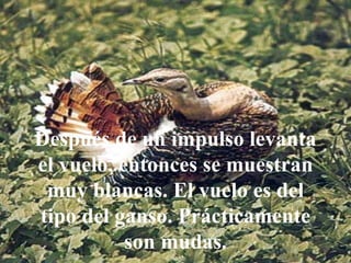 Después de un impulso levanta el vuelo, entonces se muestran muy blancas. El vuelo es del tipo del ganso. Prácticamente son mudas. 