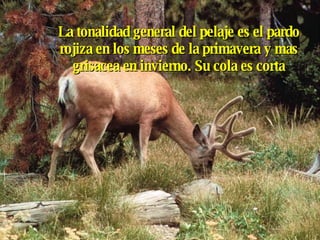 La tonalidad general del pelaje es el pardo rojiza en los meses de la primavera y mas grisacea en invierno. Su cola es corta 