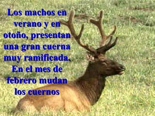 Los machos  en verano y en otoño, presentan una gran cuerna muy ramificada. En el mes de febrero mudan los cuernos 